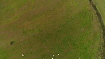 Sheeps in Nature. Grazing in the Field Aerial View video