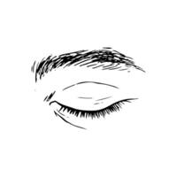sketch of a human eye and eyebrow in a realistic style. hand drawn drawing vector