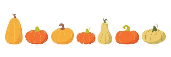 Autumn collection of pumpkins. Vegetable harvest vector