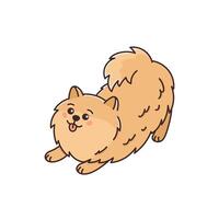 Cute playful dog of Pomeranian spitz breed. Amusing fluffy pet. Small purebred puppy in funny pose. Animal Zwergspitz smiling. Illustration isolated on white background vector