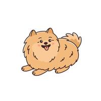 Cute playful dog of Pomeranian spitz breed. Amusing fluffy pet. Small purebred puppy in funny pose. Animal Zwergspitz smiling. Illustration isolated on white background vector