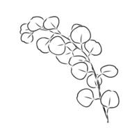 eucalyptus leaf sketch vector