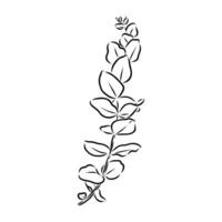 eucalyptus leaf sketch vector