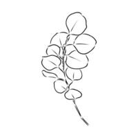 eucalyptus leaf sketch vector