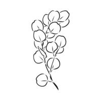 eucalyptus leaf sketch vector
