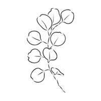 eucalyptus leaf sketch vector
