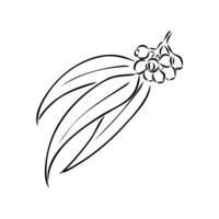 eucalyptus leaf sketch vector