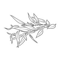eucalyptus leaf sketch vector