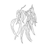 eucalyptus leaf sketch vector