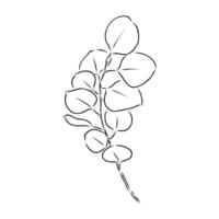 eucalyptus leaf sketch vector