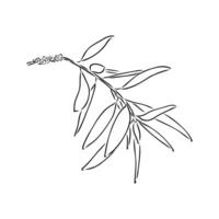 eucalyptus leaf sketch vector