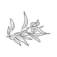 eucalyptus leaf sketch vector