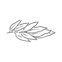 eucalyptus leaf sketch vector