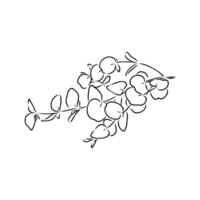 eucalyptus leaf sketch vector