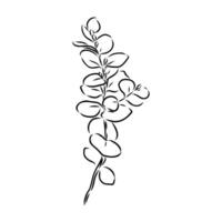 eucalyptus leaf sketch vector