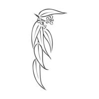 eucalyptus leaf sketch vector