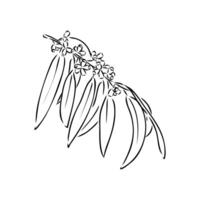 eucalyptus leaf sketch vector