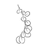 eucalyptus leaf sketch vector