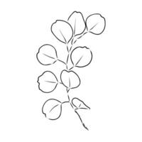 eucalyptus leaf sketch vector
