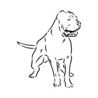 American bulldog sketch vector