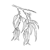 eucalyptus leaf sketch vector