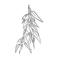 eucalyptus leaf sketch vector