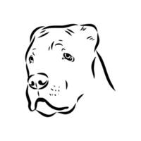 American bulldog sketch vector
