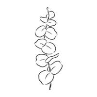 eucalyptus leaf sketch vector