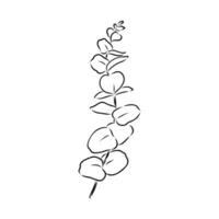 eucalyptus leaf sketch vector