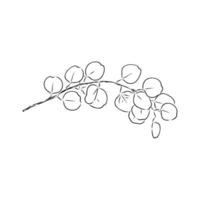 eucalyptus leaf sketch vector