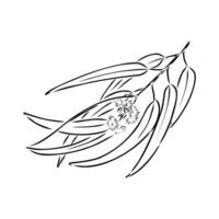 eucalyptus leaf sketch vector