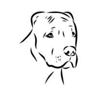 American bulldog sketch vector