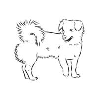 Alopecis dog sketch vector