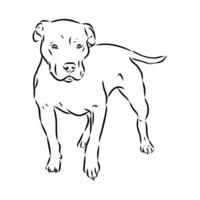 American bulldog sketch vector