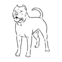 American bulldog sketch vector