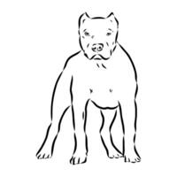 American bulldog sketch vector