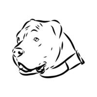American bulldog sketch vector