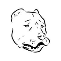 American bulldog sketch vector