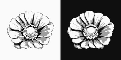 Zinnia flower head. Single isolated illustration. Image tracing, cleaned and simplified illustration. Realistic style. Not AI. vector