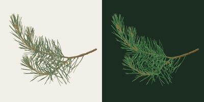 Pine tree thin branch on white, dark background. Fir twig with green needles. Image trace, cleaned and simplified illustration. Realistic style. Not AI. vector