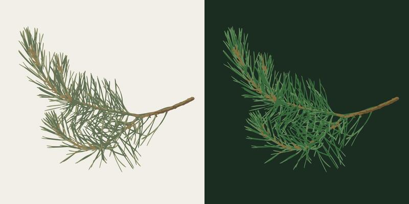Pine tree thin branch on white, dark background. Fir twig with green needles. Image trace, cleaned and simplified illustration. Realistic style. Not AI.
