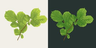 Hazel thin twig with leaves on white, dark background. Image trace, cleaned and simplified illustration. Realistic style. Not AI. vector