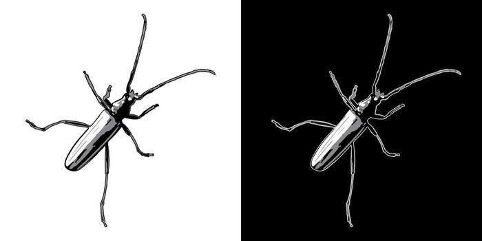 Crawling musk beetle with antennae. Top view. Single isolated black adn white illustration. Image tracing, cleaned and simplified image. Realistic style. Not AI. vector