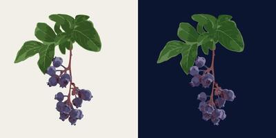 Small twig with ripe blueberries, green leaves. Image tracing, cleaned and simplified illustration. Realistic style. Not AI. vector
