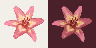 Lily flower head. Single isolated illustration. Image tracing, cleaned and simplified illustration. Realistic style. Not AI. vector