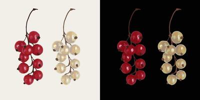 Small twig with ripe red, white currants. Image tracing, cleaned and simplified illustration. Realistic style. Not AI. vector