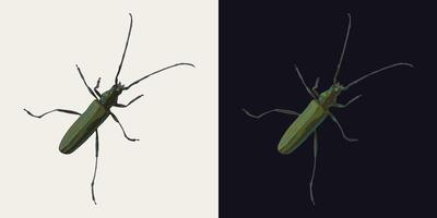 Crawling musk green beetle with antennae. Top view. Single isolated colorful illustration. Image tracing, cleaned and simplified image. Realistic style. Not AI. vector
