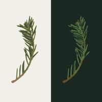 Spruce tree small branch on white, dark background. Fir twig with green needles. Image trace, cleaned and simplified illustration. Realistic style. Not AI. vector