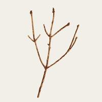 Spruce dry thin twig on a white, dark background. Spruce sprig without needles. Image tracing, cleaned and simplified illustration. Realistic style. Not AI. vector