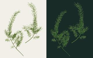 Lush sprig of Asparagus on white, dark background. Image trace, cleaned and simplified illustration. Realistic style. Not AI. vector